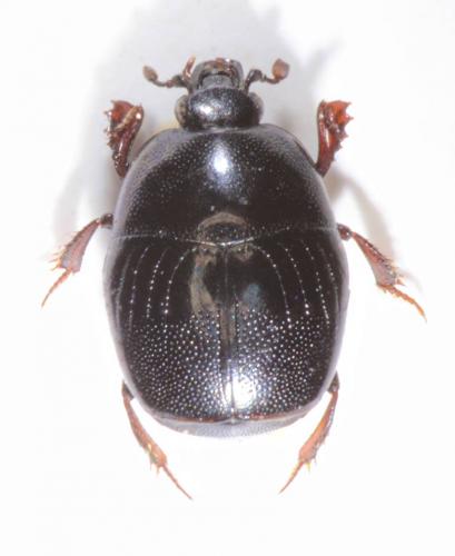 Réf. 244 133 : Chalcionellus aemulus